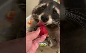 Raccoons Are Smarter Than You Think! 