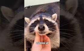 Why Raccoons Make Surprisingly Great Pets #animals #cat #pets