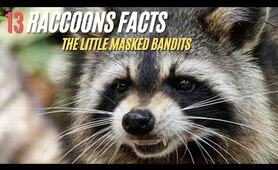 13 Facts about Raccoons !! The Little Masked Bandits