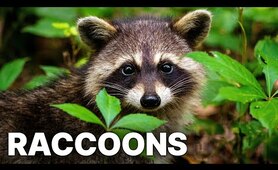Raccoons - The New Europeans | Animal Documentary