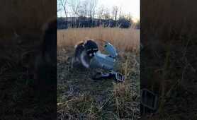 Calling in raccoons with the FOXPRO. Crazy action! #foxpro #raccoon #coyote #hunting #wildlife