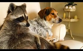Watch This Before You Get A Pet Raccoon