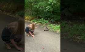 Getting Too Close to a Raccoon