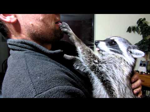 Let's wake up Smokey the sleepy raccoon