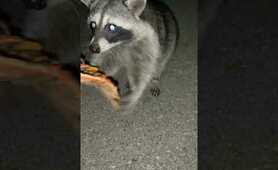 Raccoon STEALS my PIZZA! #animals #shorts #raccoon