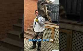 Raccoon attack! #swatwildlife #raccoonremovaltoronto We Serve & Protect Your Home