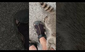Happy Pet Raccoon Greets Owner after Wilderness Vacation || ViralHog
