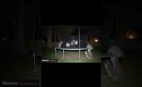 Caught on Cam: Raccoons Go Wild on a Trampoline!