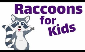 Raccoons for Kids | Homeschool Pop
