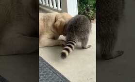 Funny Dog And Raccoon Play Together!