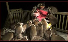 Mobbed by Raccoons  (25)   Tuesday Night 03 Nov 2020