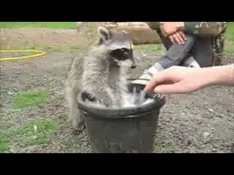 playing with young raccoon