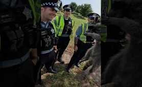 Police LOVE Raccoons!
