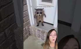 Sad, soggy baby raccoon rescued from porch after rain storm