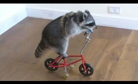 Funny Raccoons ★ Keep Calm And Be A Raccoon [Funny Pets]