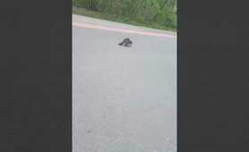 poor raccoon has rabies I called the city #raccoon #wildlife #animals #rabies #hobo