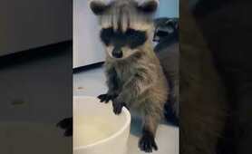 Man Rescues Three Baby Raccoons, Raises Them as Family  #animals