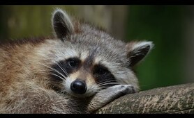 What Do Raccoons Eat?