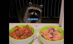 Raccoon Food Review