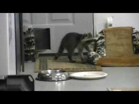 Baby Raccoons Stealing Pizza