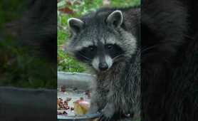 Why Raccoons "Wash" Their Food.#raccoon