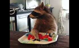 Raccoon eating his favorite breakfast!