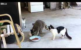 Raccoon steals cat food then runs away on 2 legs