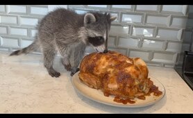 Baby raccoon learns how to eat real food!  (how to ween a baby raccoon)