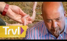 Eating Raccoon & Intestine in the South! | Bizarre Foods with Andrew Zimmern | Travel Channel