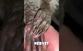 The Real Reason Raccoons 'Wash' Their Food Explained!