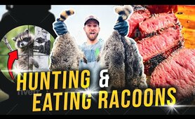 Hunting And Eating Raccoon! Catch Clean Cook