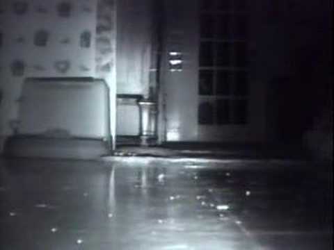 funny racoon