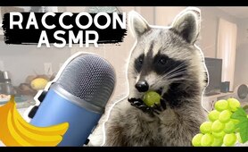 ASMR | Raccoon eating noises