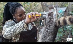 Raccoon Clean & Cook(We Made Raccoon Dressing/Stuffing)