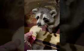 This raccoon came to the man's house every day for food and this happened