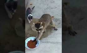 Raccoon Steals Cat Food 