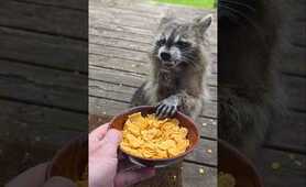 Do Raccoons Like Cornflakes?