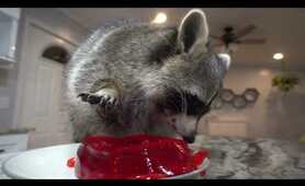 What happens when you give a raccoon Jell-O