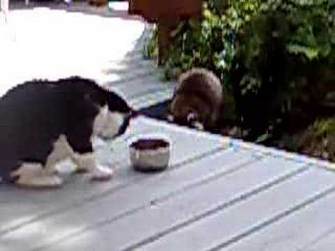 Kitty vs Raccoon