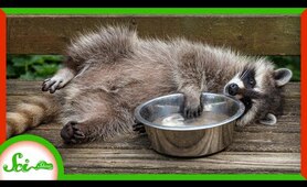 Raccoons Don&rsquo;t Really Wash Their Food