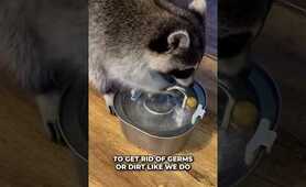 Why Do Raccoons Wash Their Food?