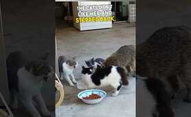 Raccoon Steals Cats&rsquo; Food and Runs Away 