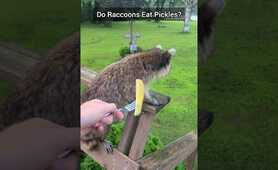 Do Raccoons Eat Pickles?!  Let's Find Out!!!