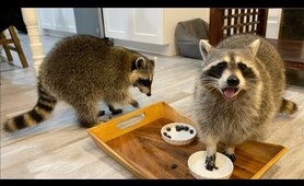 Raccoons Rate Breakfast Foods!