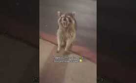 Imagine you offer a raccoon a Dorito and he does this 