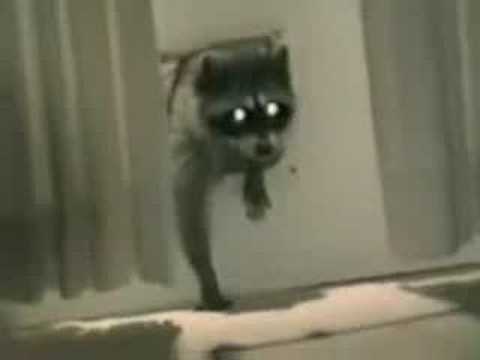 Racoon stealing carpet
