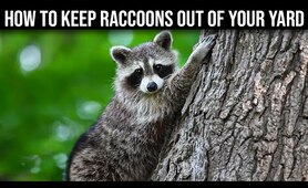 How to Keep Raccoons Out of Your Yard - (Quick & Easy)