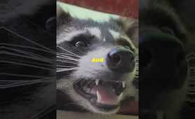 Racoon in your Yard, should you worry? #Animal #Racoon #yard #House #Home #racoons