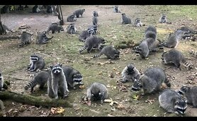 Woman Hides in Car After Raccoons Swarm Her Backyard