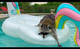 Raccoon Swimming in Backyard Pool